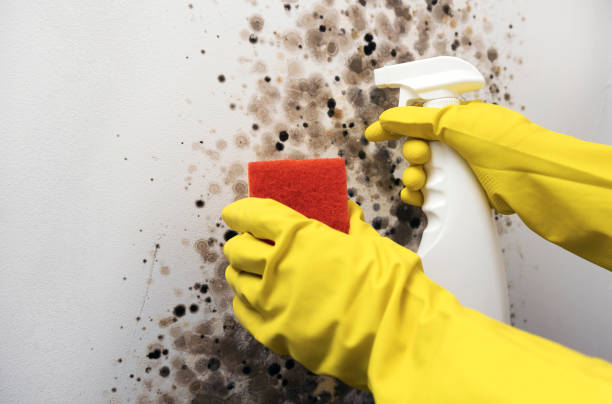 Best Mold Testing and Removal  in Hermann, MO