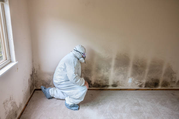 Professional Mold Removal in Hermann, MO